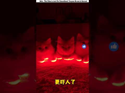 Billoder Jonno Magic Light😱 #shorts #funny #cat