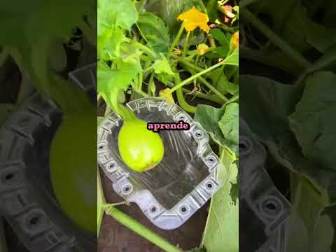 Uma abóbora personalizada! 🎃 (@pumpkinguru - TT) #shorts