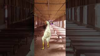 Hen dencing