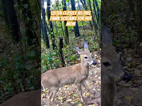 BABY FAWN CRYING FOR HER MOM | Heartwarming Wildlife Moment in Nature #shorts