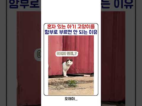 혼자 있는 아기 고양이를 함부로 부르면 안 되는 이유