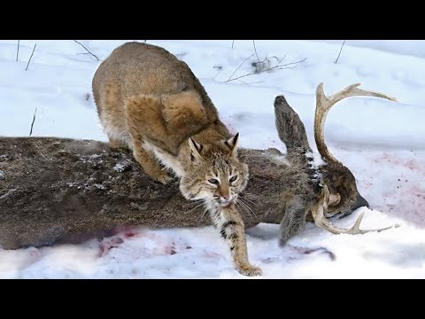 Solo El Lince Más DESPIADADO Lucha Contra Ciervos y Lobos! ¡Así Cazan los BRUTALES Linces Salvajes!