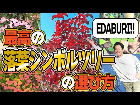 【入荷情報】最高の枝ぶりの木をあなたに！2025年オススメ落葉シンボルツリーはこちら