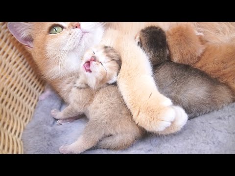 One kitten meowed loudly, asking for food, while another, full and content, lay on its stomach. Cute