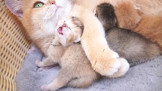 One kitten meowed loudly, asking for food, while another, full and content, lay on its stomach. Cute