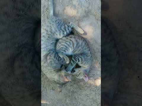 cat video #catvideotiktok #catvideosforkids #catvideomeme #catvideomice #catvideobrainrot