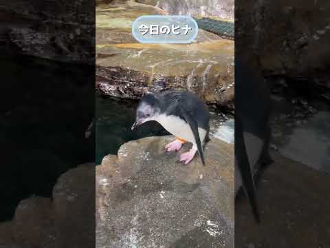 【7月25日】今日のヒナ #キタイワトビペンギン #penguin