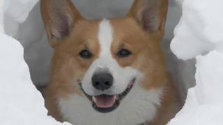 Goro digs snow. / 雪堀 コーギー 20120122 Goro@Welsh corgi