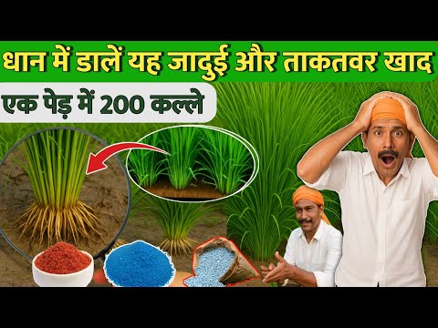 धान‌ में पहली खाद कब कौन सी डालें  Dhan me pahli khad // First Fertilizer for Paddy // कल्ले भी बढाए