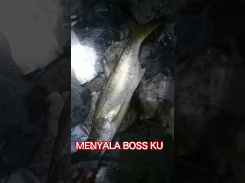 menyala🔥 boss ku #trendingshorts