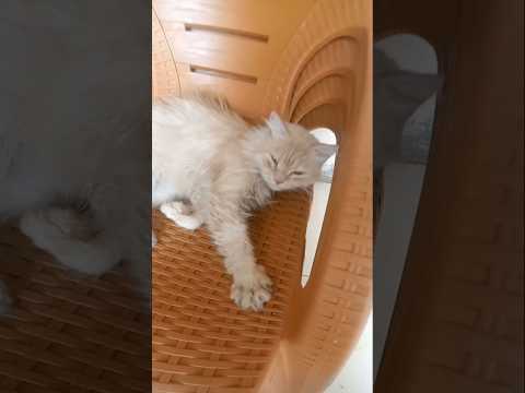lepas makan jajan oyen langsung tidur #cat #kucing #cute #funny