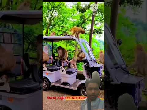 #monkey #animals #facts #comedy #funny #ekmotahathighumechala #harekfriendkaminahotahai