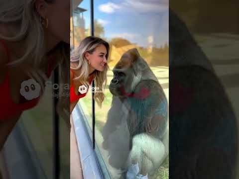 Jealous Gorilla Wife 😂 #ai #zoo #gorilla
