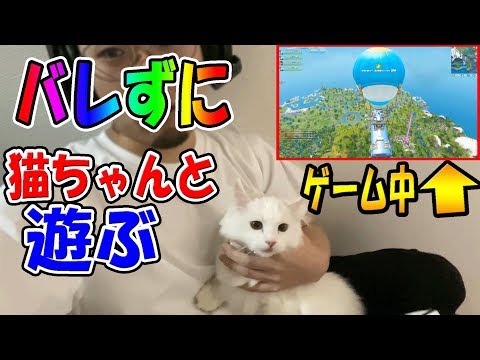 【フォートナイト】味方にバレずに！ゲーム中に猫ちゃんと遊べるかチャレンジ！　　　　【Astro ゲーミングヘッドセット A50 WIRELESS】