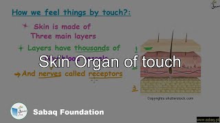 Skin 
 Organ of touch