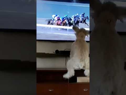 Arrancan!!! 🐶 #lascuadras #funny