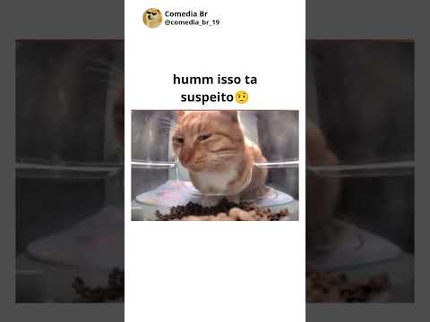 gatos engraçados