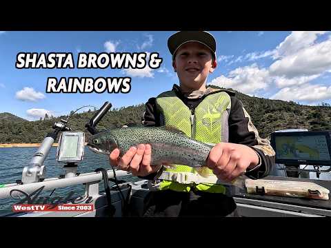 Shasta Brown and Rainbow Trout