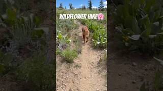 Willow’s Wildflower Adventure 🌼🐕#dog #goldenretriever #beautiful #flowers #nature #tahoe