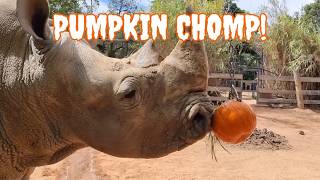 Pumpkins Galore! Animals Playing and Snacking on Halloween Treats 🎃