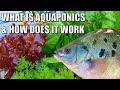 Exploring the Basics of Aquaponics Systems