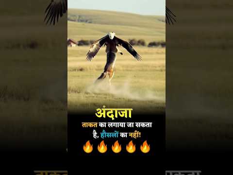 चील भेड़िया को हवा में उठा लिया #shorts yt