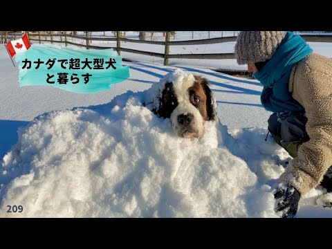 文句たれセントバーナード／五十肩が（ほぼ）治ったのでソリ遊び！【超大型犬3頭とカナダで田舎暮らし】