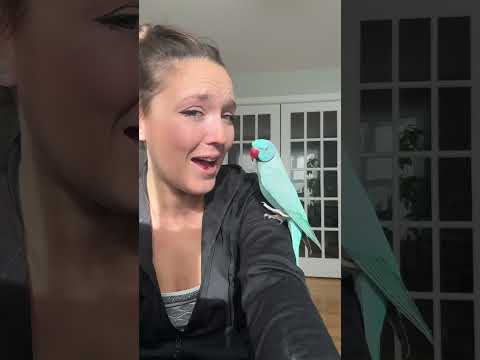 Check out my wing 💙🤭 #parrot #birds