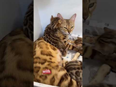 Top 5 Most Expensive Cats in the World!!