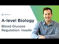 Understanding Insulin and Its Mechanism