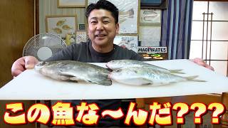 【海がない岐阜のスーパー】初めて食べるマンジュウダイってどんな味？