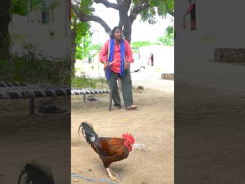 Chhoti tariya ka moor #comedyshorts #shorts #shortsviral #shortvideos