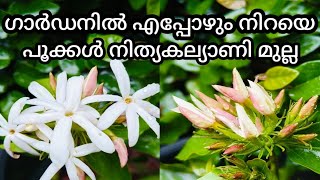 Downy jasmine (കുറുമൊഴി മുല്ല ) ഗാർഡനിൽ എപ്പോഴും നിറയെ പൂക്കൾ തരും നിത്യകല്യാണി മുല്ല