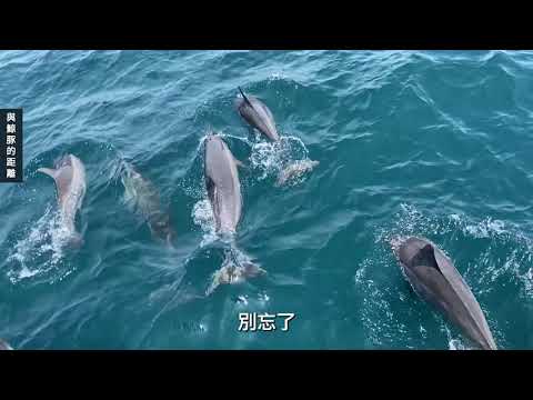 我們與鯨豚的距離 - 花東海域鯨豚介紹 - YouTube(5分18秒)(從1分21秒看)