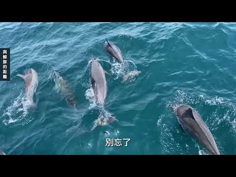 我們與鯨豚的距離 - 花東海域鯨豚介紹 - YouTube