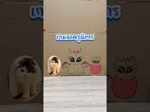 เกมลอดรูมังกร #ชาบูแมวมีปีก #cat #thaicats #cutecat #thaicat #pets #แมว #catlover #siamcatfam