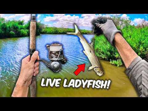 this tiny creek that has RIVER MONSTERS... live ladyfish for bait