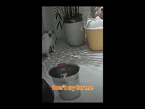 Don't cry for me#cat #funny #shorts #subscribe