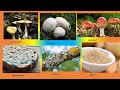 Fungi Handling and Identification