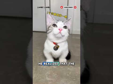 unexpected!!! Bad cat❗😱#shorts #shortvideo