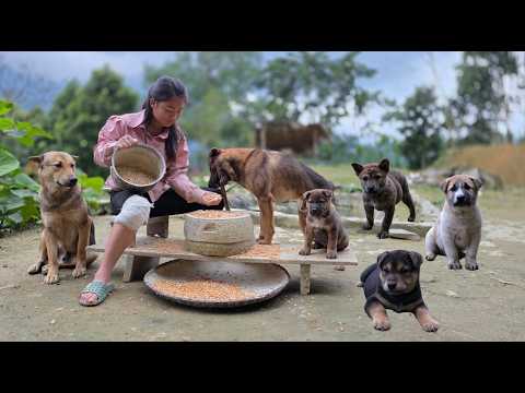 The girl and her dog are grinding corn in the yard of their country home to feed the chickens