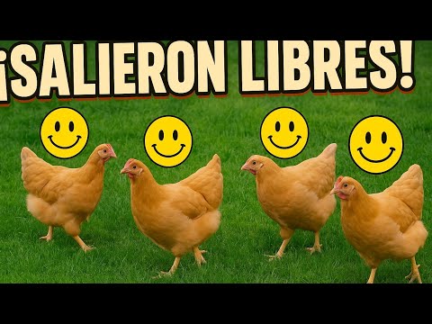 🐔 ¡LIBERAMOS LAS GALLINAS! | Así Pastan Felices en mi Patio 🪴🌞