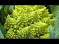 Fractals in Nature and Science