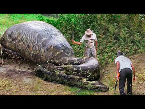 A mais Monstruosa Serpente da história
