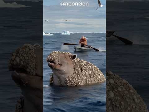An old fisherman helps a giant creature whose body is parasitized by barnacles