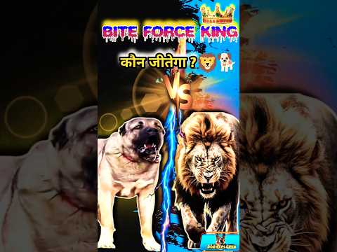 Kangal vs Lion 🦁🔥Who'sthe Real Bite Force King ?|#kangal #dogshorts #dogexplorer