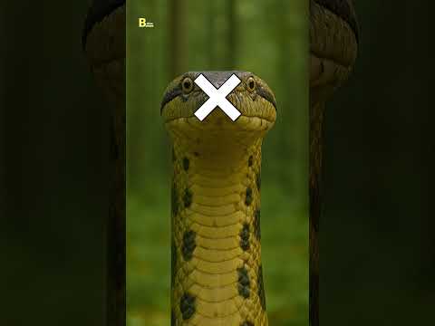 What will You do if You meet an Anaconda Snake #shorts