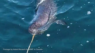 Watch narwhals stunning fish with their tusk!