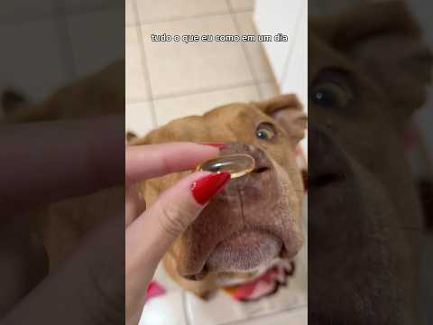 O PAI TÁ CHIQUE 😌 #pitbull #cachorros #pets #alimentação #asmr #rotina