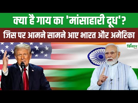 India Vs USA: The Controversy Over ‘Non-Vegetarian Cow Milk |  जानिए क्या है 'मांसाहारी दूध' विवाद